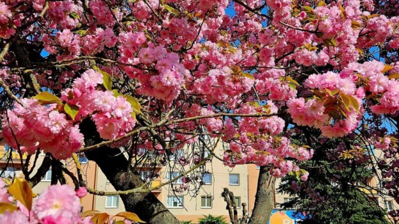 Slnečný víkend pod rozkvitnutou sakurou na námestí v meste Hnúšťa