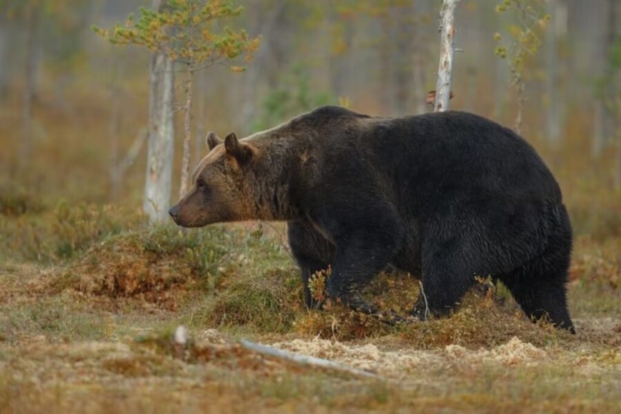 Upozornenie pre obyvateľov mestskej časti NA UHLISKU v Banskej Bystrici – hlásia  pohyb medveďa hnedého