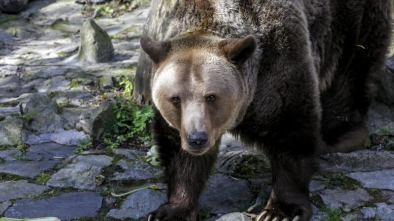 Pre výskyt medveďa sa bude vyhlasovať mimoriadna situácia, rozhodol parlament