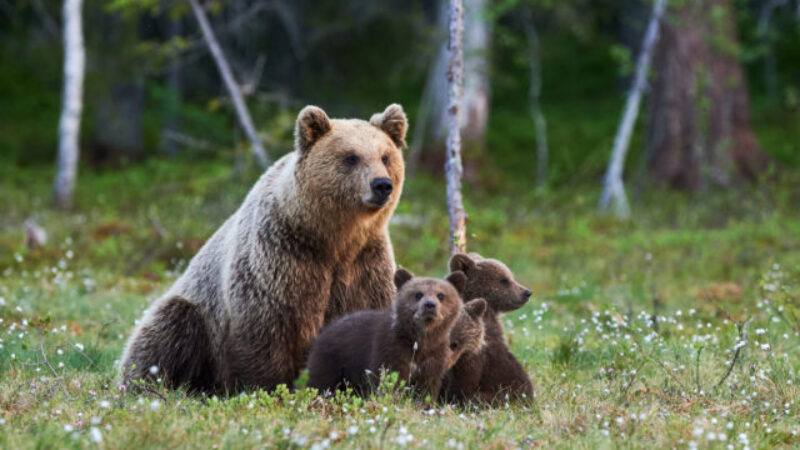V okolí Zlína sa podľa svedkov pohybujú tri medvede, potvrdzujú to aj zábery z fotopascí