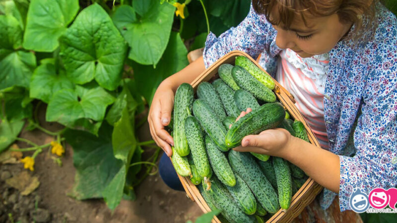 5 tajomstiev záhradkára, ktoré mi každý rok zaručia bohatú úrodu pevných, chrumkavých a šťavnatých uhoriek