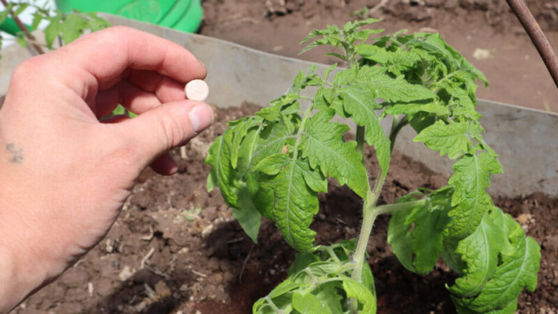 Postriekajte paradajky po výsadbe v záhrade alebo až po zamrznutých. Za pár dní už  svoje rastliny nespoznáte!
