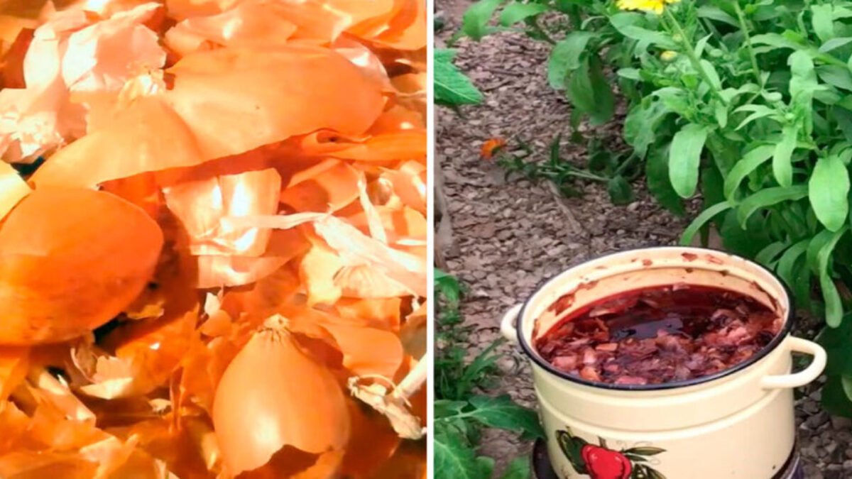 Účinne domáce hnojivo pre našu zeleninu a muškáty pravdepodobne väčšina z nás vyhadzuje