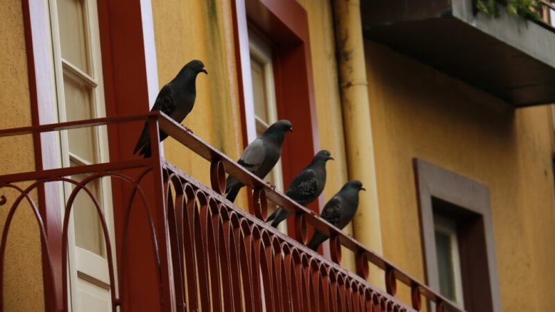 Vďaka jednej rastline vám z balkóna utečú holuby. Už žiadne perie ani neporiadok