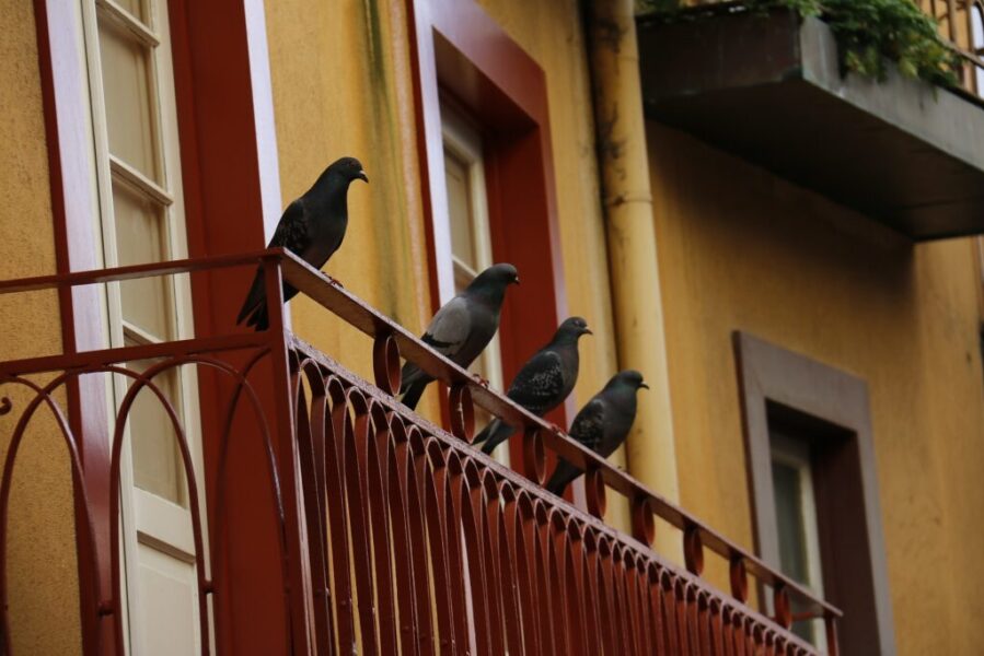 Vďaka jednej rastline vám z balkóna utečú holuby. Už žiadne perie ani neporiadok