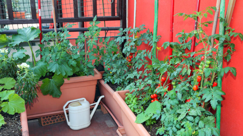 Ako pestovať paradajky v kvetináčoch? Použite pravidlo 20 cm. Budú veľké a krásne červené