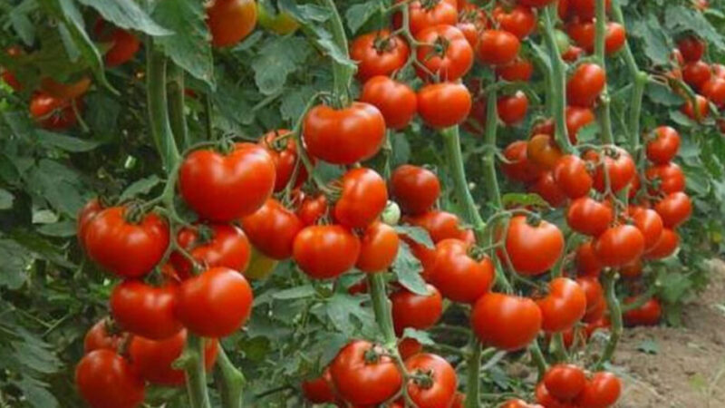 Je možné pestovať paradajky bez vody? Vyskúšajte metódu pestovania na sucho bez polievania