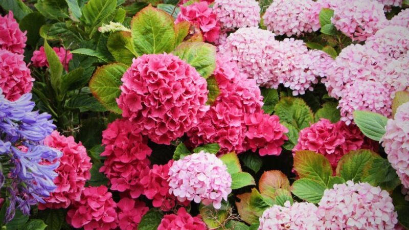 Takto španielski záhradníci menia farbu hortenzií. Čo môžete urobiť, aby ste mali ružové alebo výrazne modré hortenzie?