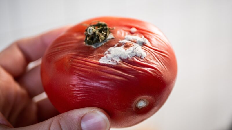 Plesnivú paradajku nevyhadzujte. Pozrite sa, ako ju môžete využiť
