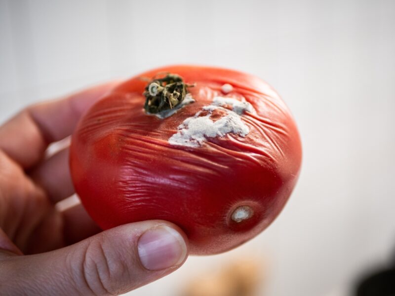Plesnivú paradajku nevyhadzujte. Pozrite sa, ako ju môžete využiť