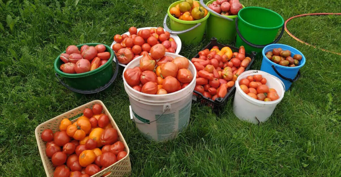 Zvýšený rast a produktivita paradajok vďaka tomuto starému ľudovému receptu. Vyskúšaný a naozaj funguje perfektne!