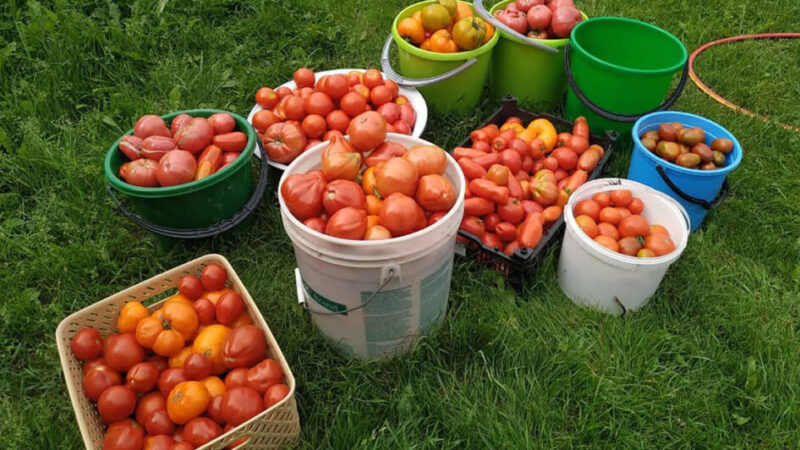 Zvýšený rast a produktivita paradajok vďaka tomuto starému ľudovému receptu. Vyskúšaný a naozaj funguje perfektne!