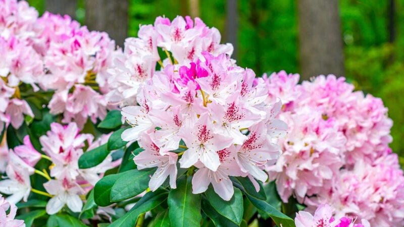 Použite dve zložky, aby rododendron kvitol dlhšie. Túto metódu mi navrhol priateľ záhradník