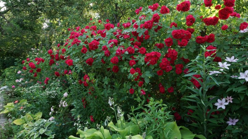 Vaše záhradné ruže vám budú závidieť všetci susedia. Stačí použiť tento kondicionér