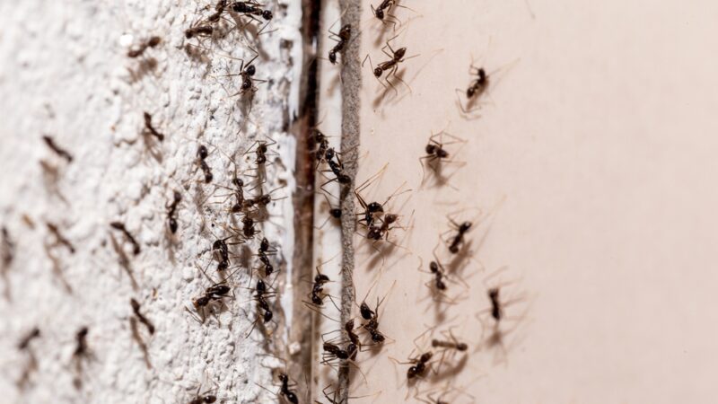 Takto odoženiete mravce z balkóna. Potrebujete len trochu kuchynského odpadu