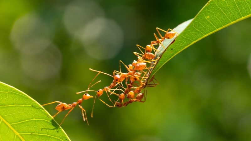 Mravce a vošky Vám napádajú ovocné stromy. Tieto tri zložky sú záchranou