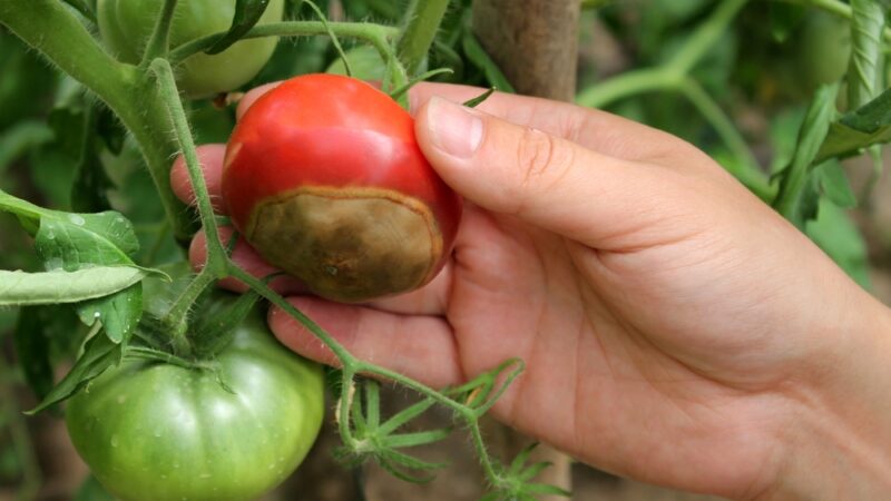 Najčastejšie choroby paradajok. Ako sa s nimi vysporiadať?