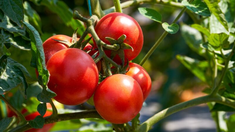 Aký domáci postrek použiť na paradajky? Použite len 2 prísady a škodcovia sa im budú vyhýbať