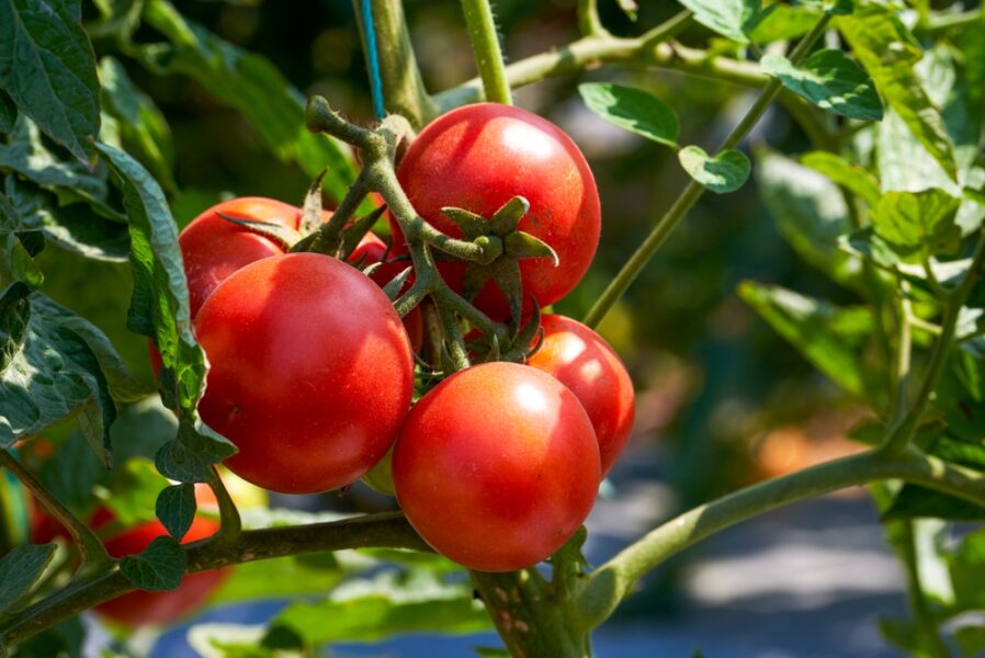 Aký domáci postrek použiť na paradajky? Použite len 2 prísady a škodcovia sa im budú vyhýbať