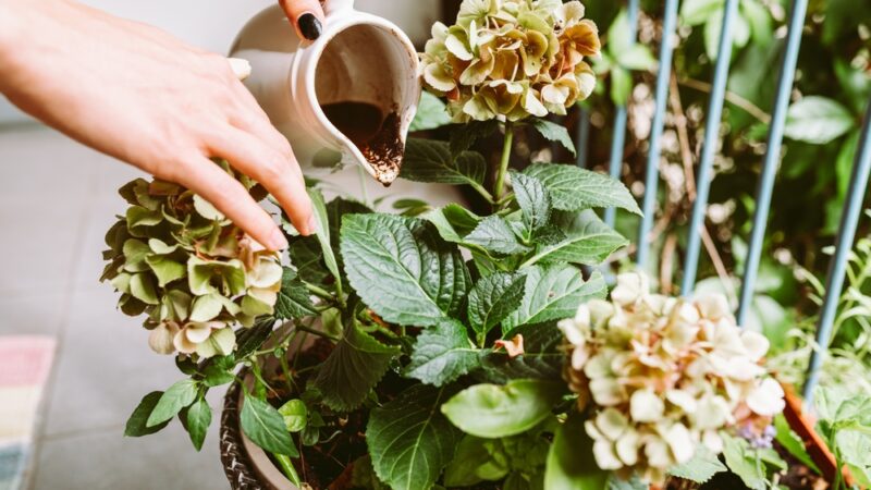 Kávová usadenina na kvety je jedným z najúčinnejších hnojív. Poznáte správne pomery?