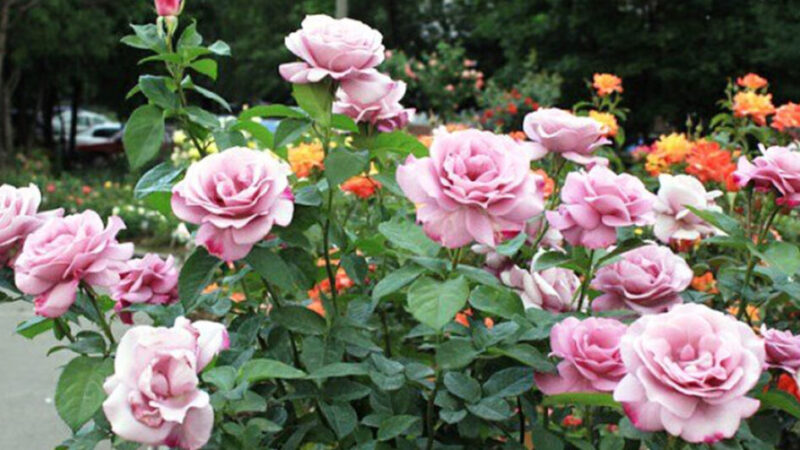 Ostrihala som ruže, aby mi opäť krásne rozkvitli! Zapamätajte si tento jednoduchý trik a potešte sa čerstvým kvetom