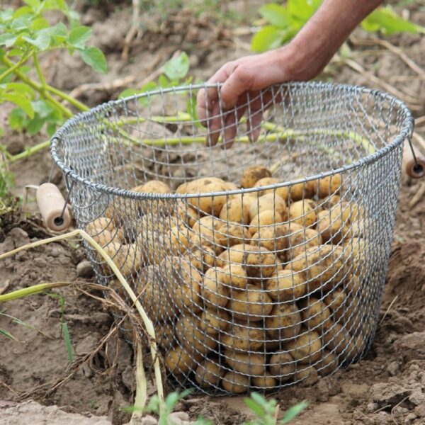 Ako pestovať zemiaky? Pamätajte na to a naplníte svoje pivnice až po okraj peknými exemplármi