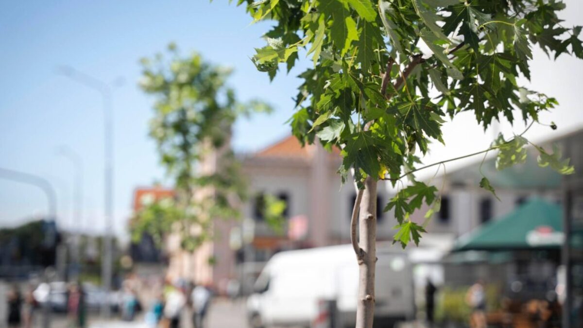 Nitra : PRED PRIOROM SME VYSADILI 10 NOVÝCH STROMOV 

 Stromy druhu Javor Freemanov tak prinesú do centra mesta viac tieňa a spríjemnia prostredie pre všetkých obyv…