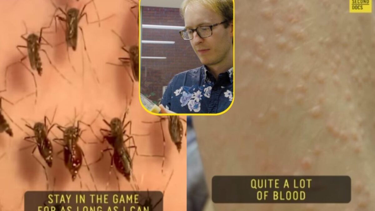 Biológ dobrovoľne kŕmi svojou krvou komáre. Pozrite si šokujúce video