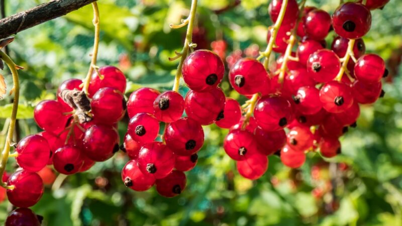 Sezóna tohto ovocia sa začína. Je to pokladnica výnimočných vitamínov