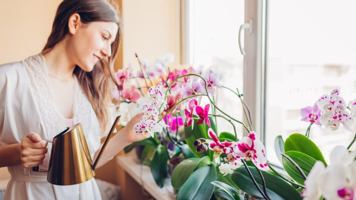 Ako často zalievať orchidey? Stačí jedna chyba a kvety budú preč