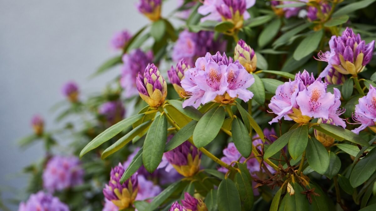 Ako zachrániť usychajúci rododendron? Tu je železné pravidlo pre záhradkárov