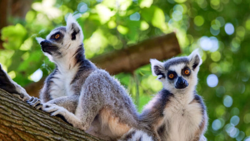 Dve lemurie samice sa presťahovali v bratislavskej ZOO do nových priestorov. Obývajú samostatný ostrov