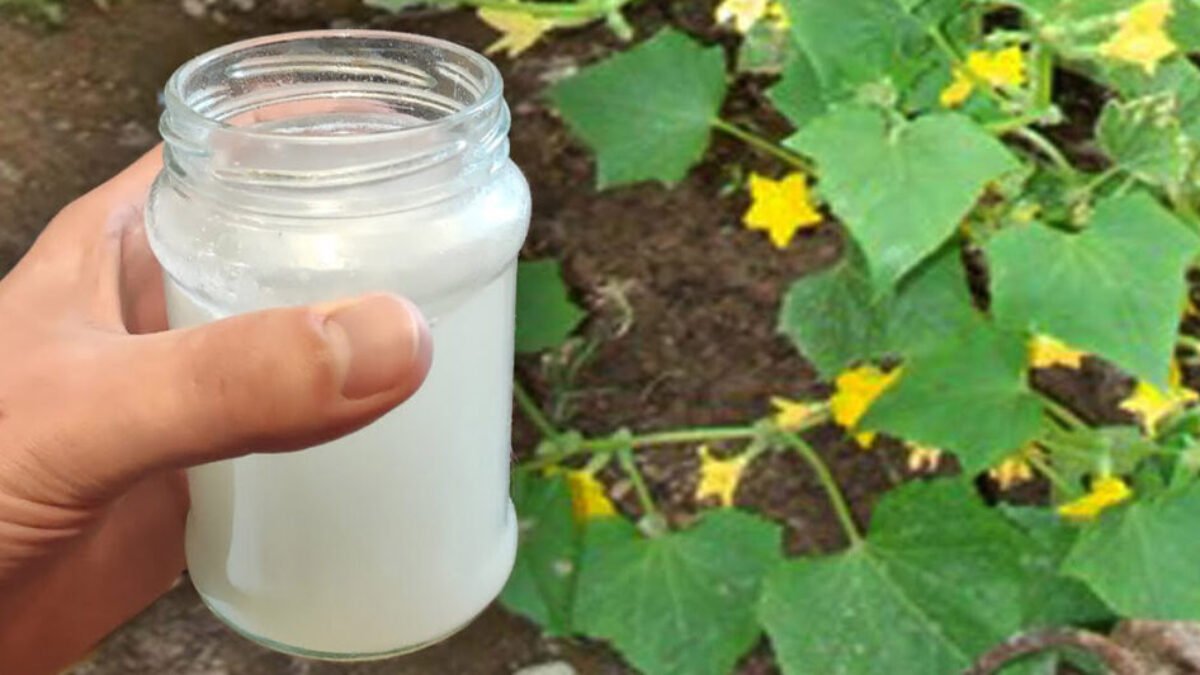 Moje uhorky vytvárajú krásne zelené listy a produkujú zdravú a chutnú úrodu. Milujú tento biely nápoj!