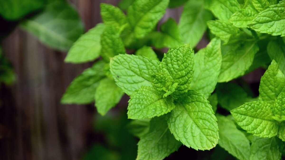 Babička prezradila trik na výrobu šťavy z listov, ako stvorený do horúceho počasia. Urobíte s ním tú najlepšiu limonádu