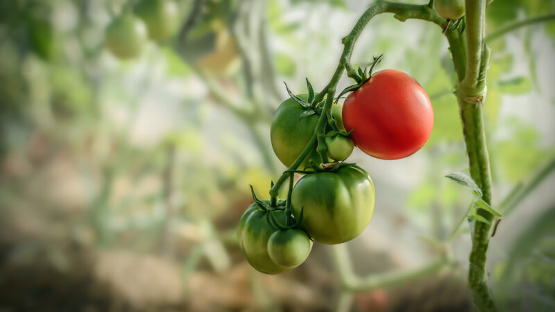 Prečo paradajky nedozrievajú? Zbavte sa hlavných vinníkov. Takto budú cez noc bacuľaté a červené