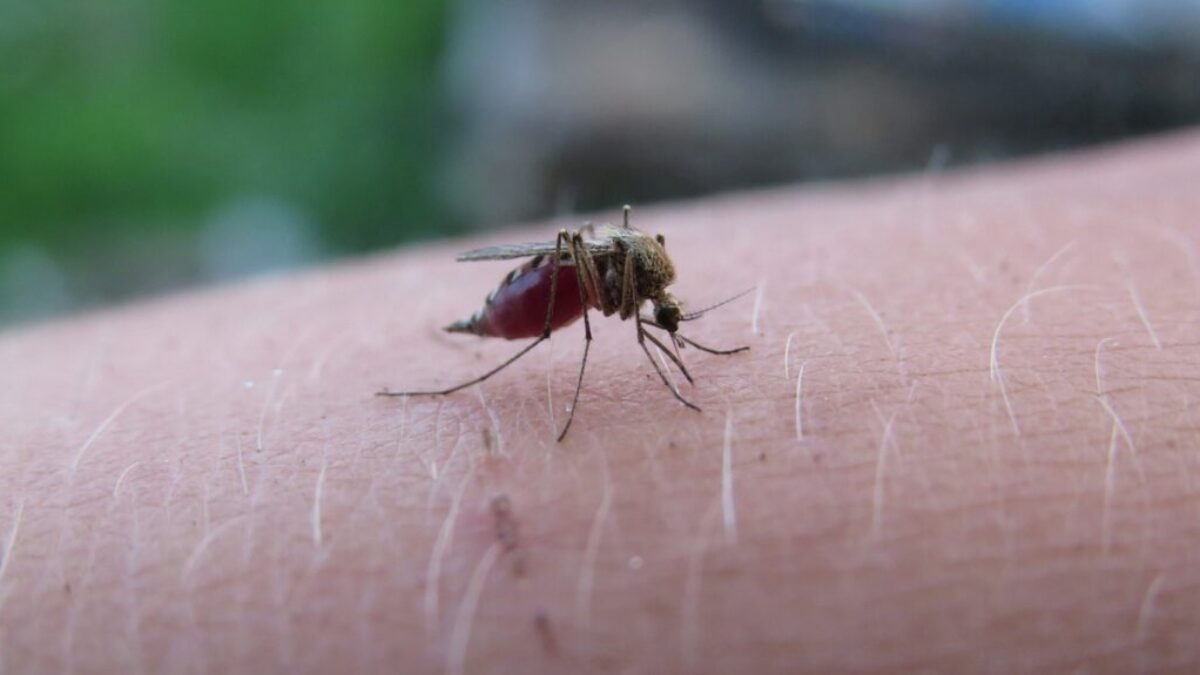 Jednoduchá a účinná pasca na komáre. Dobre poslúži doma aj na dovolenke