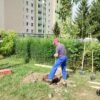Výsadba napreduje, mesto Sobrance nadobúda nový zelenší vzhľad