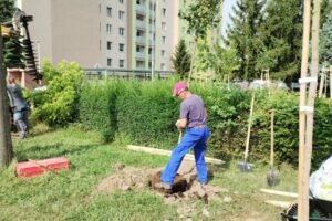 Výsadba napreduje, mesto Sobrance nadobúda nový zelenší vzhľad