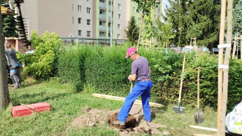 Výsadba napreduje, mesto Sobrance nadobúda nový zelenší vzhľad