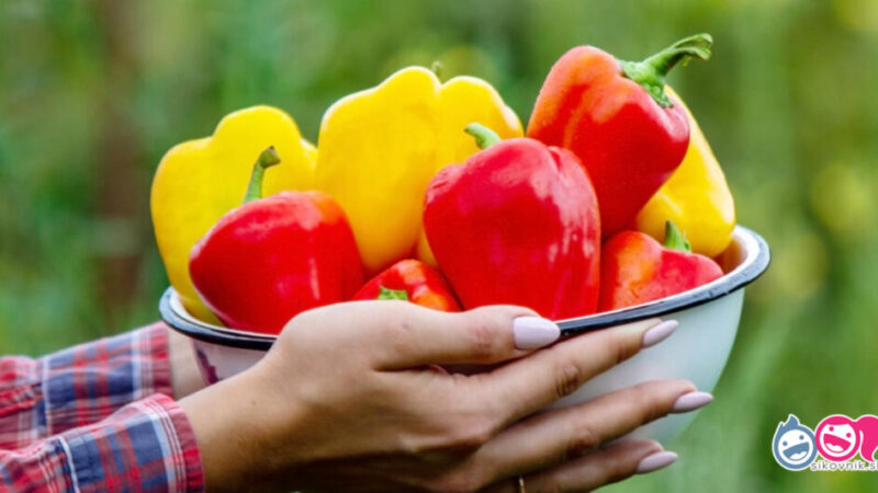 Moja paprika ostala krásne chrumkavá a nehnije! Tento geniálny trik s novinami som si veľmi obľúbila