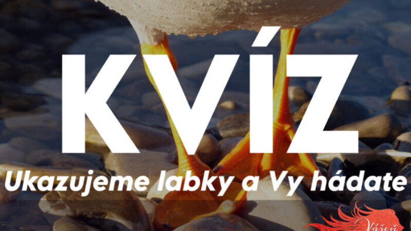 Viete niečo o zvieratách? Tento kvíz to preverí! Ukazujeme labky a vy hádate, aké je to zviera!