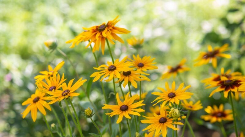 Rudbekia vám chradne pred očami. Vidíte biely povlak na listoch? Okamžite konajte