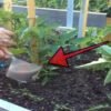 7 najúčinnejších hnojív pre Vaše paradajky od strýka záhradkára: Po tomto vždy r...