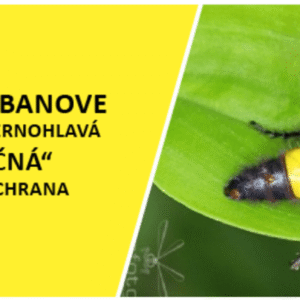 Vzácna osa v Hurbanove: Žihadlovka obrovská čiernohlavá – „nie je nebezpečná“