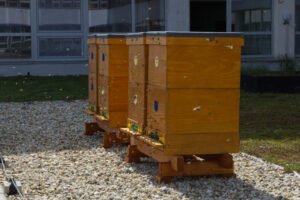 Košice majú prvý mestský med, postarali sa o to včely na streche magistrátu