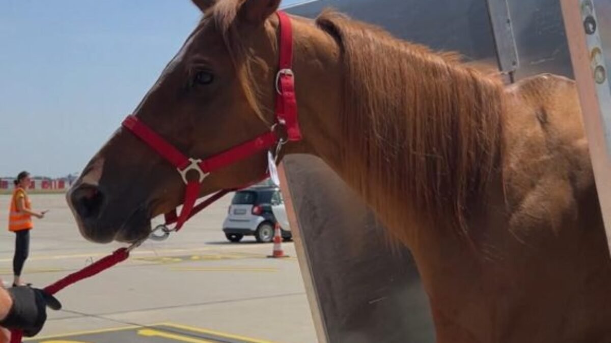 AJ KONE LIETAJÚ Na Letisko Bratislava / Airport Bratislava mali celkom netradičných cestujúcich – jazdecké kone. Pozrite si, ako sa k nám prepravovali z Par…