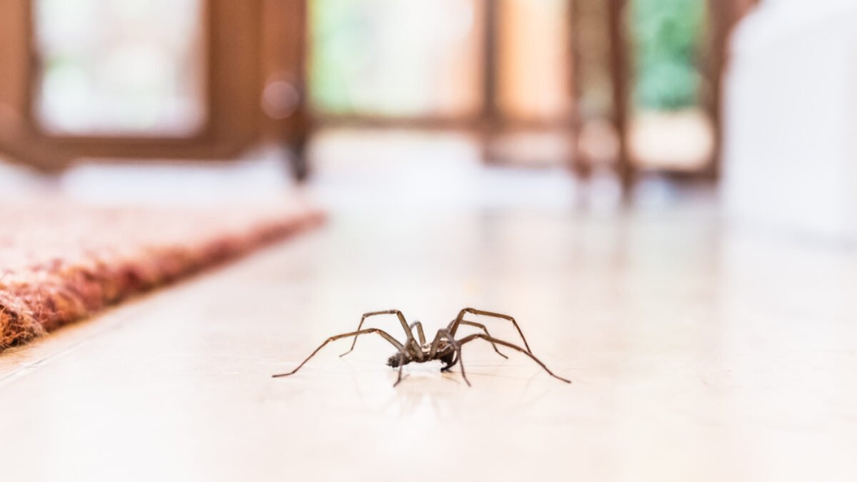 Takto zistíte, či sa vo vašom dome pohybujú pavúci. Mnoho ľudí tieto príznaky ignoruje