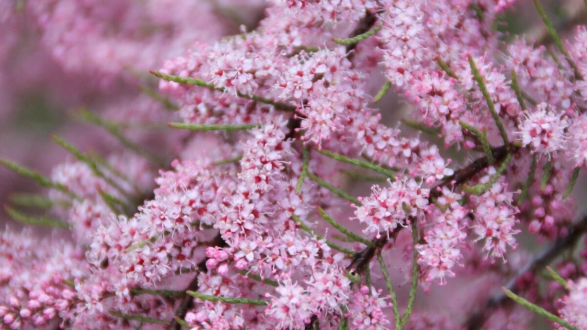Keď kvitne, ostatné kríky sa do jej stoniek nezapájajú. Ideálna do horúceho počasia. Susedia budú ohromení