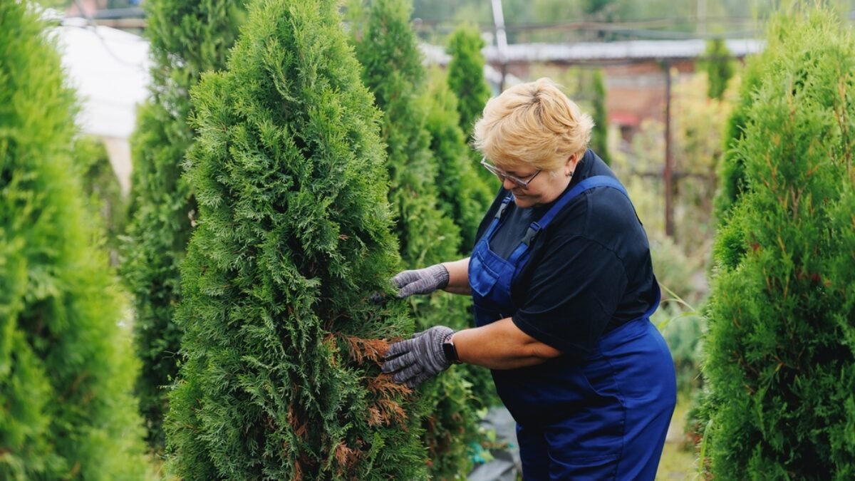 Intenzívna zeleň a husté kríky. Pozrite sa, ako zalievať tuje, aby bujne rástli a neochoreli