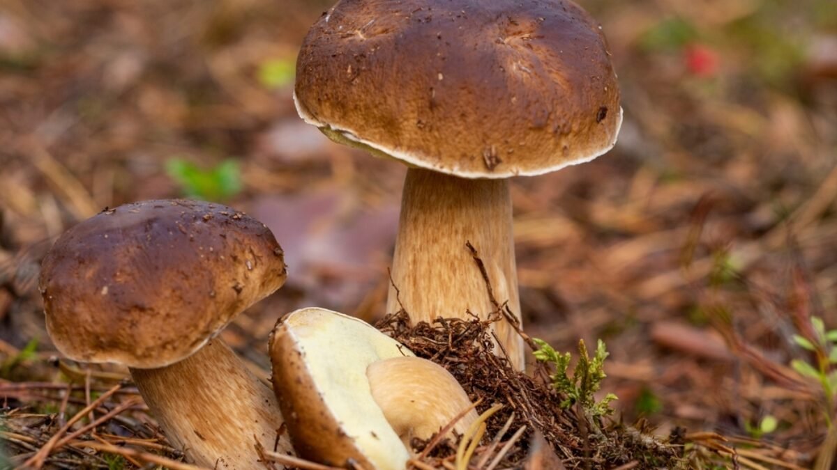 Veľa ľudí si to myslí o červivých hubách, ale je to mýtus. „Nebezpečná teória“